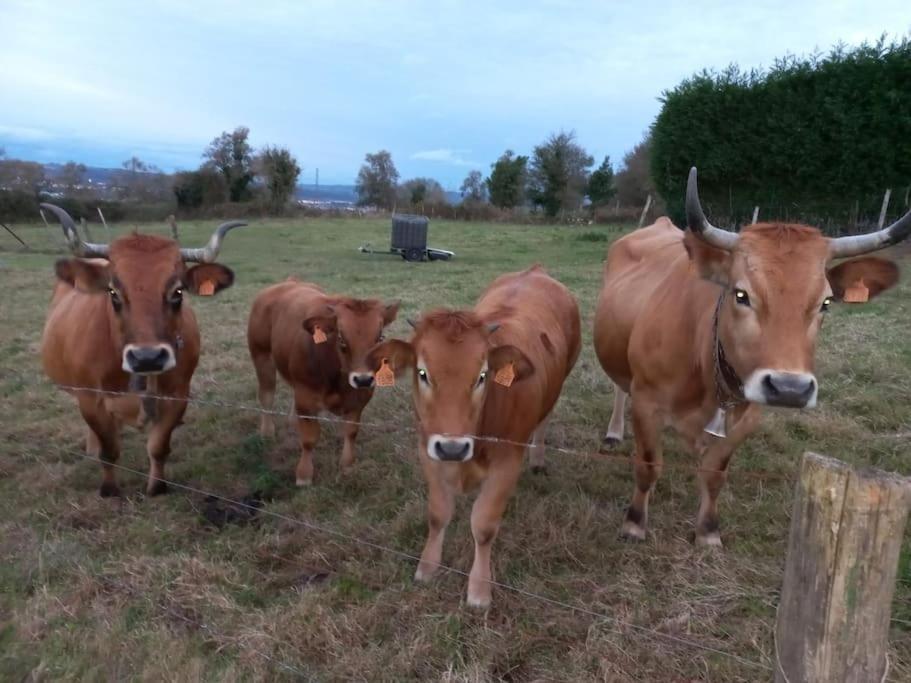 Casa Con Finca En Oviedo El Casero Zewnętrze zdjęcie